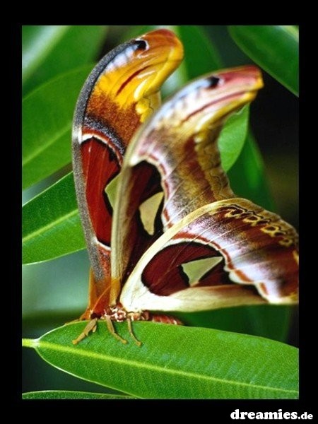 Un Dolce Buongiorno Sulle Ali Di Una Farfalla Su Volo Di Farfalla