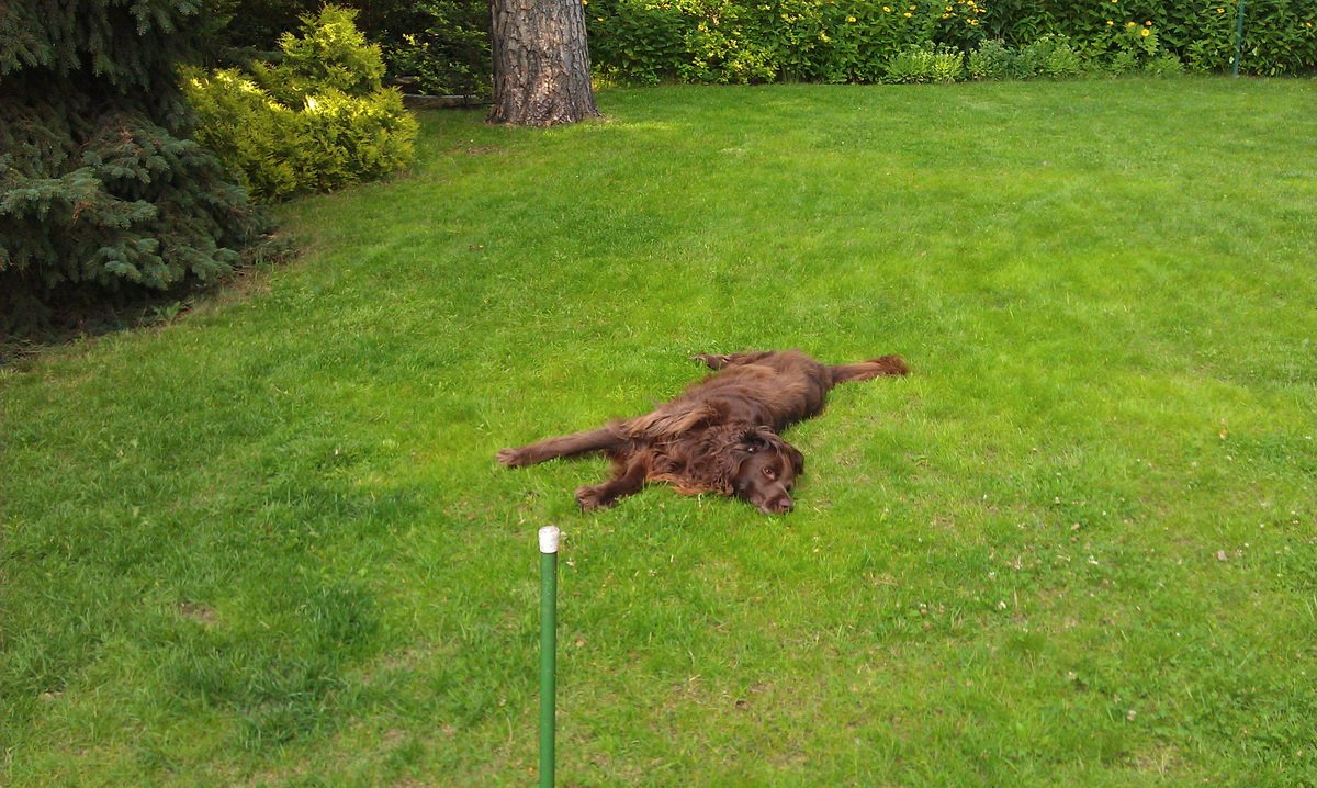 Arifs Gartenwelt • Rasen - bitte Hilfe : Rasen - Seite 2