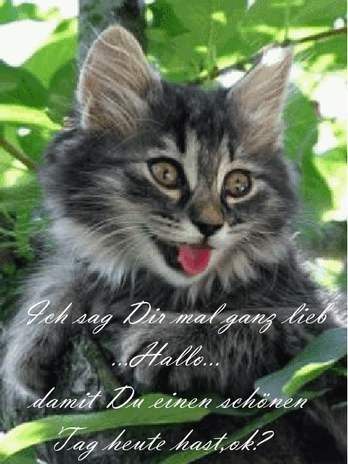 dreamies.de - Gruppe: Kunterbunte Galeria