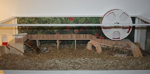 Hamstermusterbecken mit Dekoration