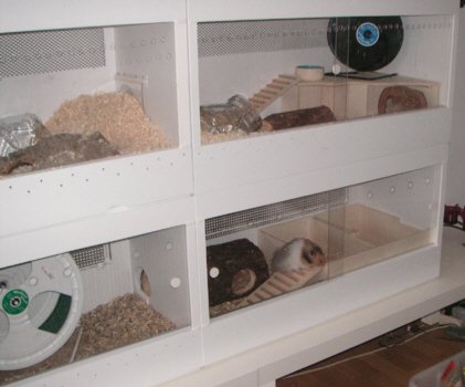 Hamster Terrarium